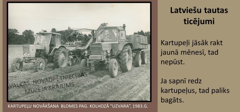 Kartupeļu novākšana Blomes pagasta kolhozā "Uzvara" 1983. gads. Melnbaltas fotogrāfijas ar  traktoriem uz lauka.