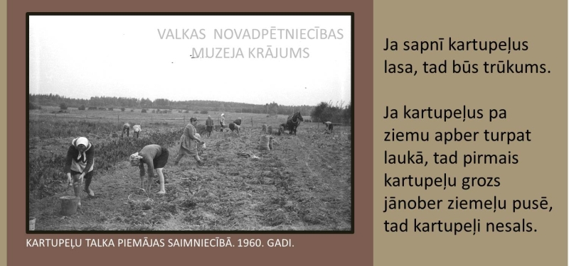 Kartupeļu talka piemājas saimniecībā 1960.gadi. Kartupeļu lauks ar talciniekiem. 