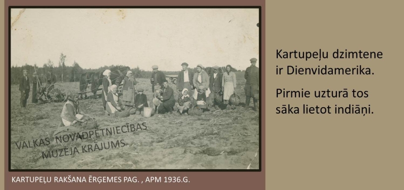 Kartupeļu rakšana Ērģemes pagastā, apmēram 1936. gads. Melnbalta fotogrāfija ar talciniekiem un zirgiem.