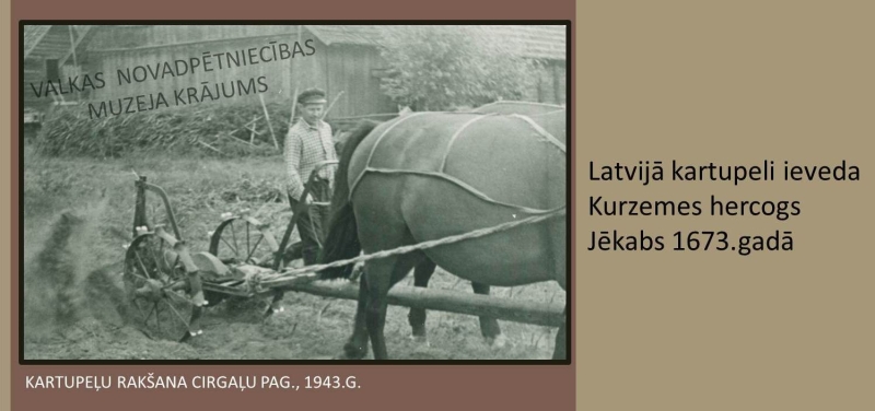 Kartupeļu rakšana Cirgaļu pagastā, 1943. gads. Melnbalta fotogrāfija ar zirgu un vīrieti, kas strādā uz lauka.