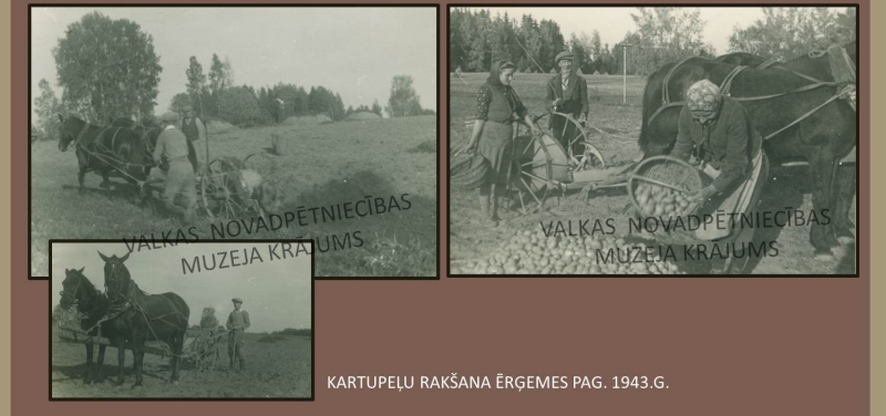 Kartupeļu rakšana Ērģemens pagastā, 1943. gads. Melnbaltas fotogrāfijas ar talciniekiem un  zirgiem uz kartupeļu lauka.