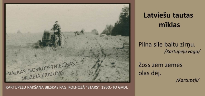 Kartupeļu rakšana Bilskas pagastā, kolhozā "Stars". 1950. gadi. Melnbalta fitigrāfija ar kartupeļu lauku un vīrieti uz traktora.