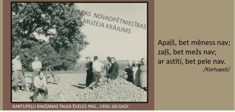 Kartupeļu rakšanas talka Ēveles pagastā, 1950.-1960.gadi. Melnbaltas fotogrāfijas ar talciniekiem, priekšplānā liela kartupeļu kaudze.