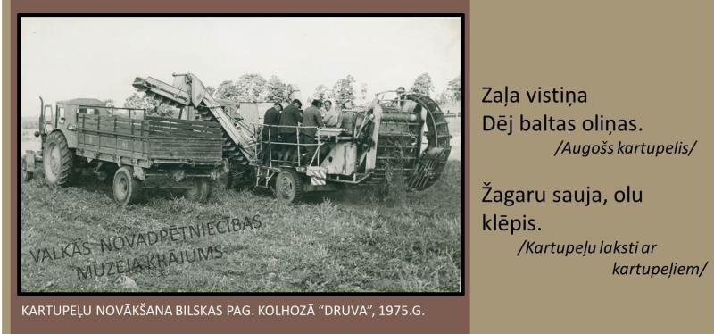 Kartupeļu novākšana Bilskas pagasta kolhozā "Druva" 1975. gads. Melnbaltas fotogrāfijas ar talciniekiem un  traktoriem. 