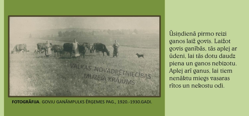 Melnbalta fotogrāfija. Redzams govju ganāmpulks pļavā, trīs sievietes un suns.
