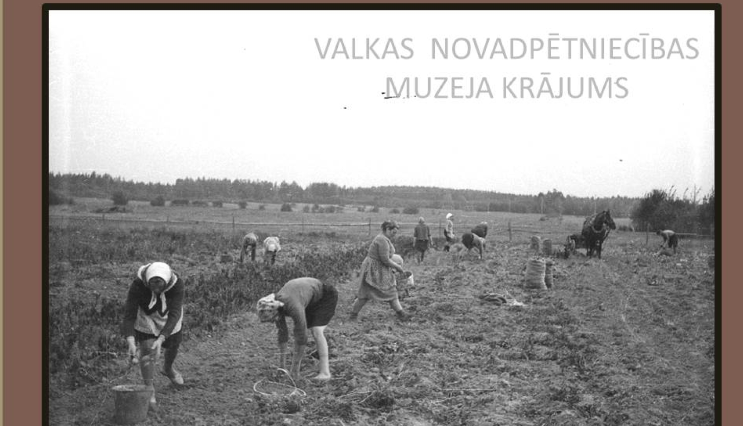 Kartupeļu talka piemājas saimniecībā 1960.gadi. Kartupeļu lauks ar talciniekiem. 